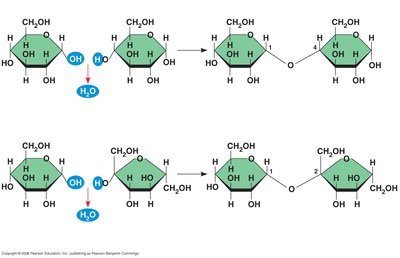 Dehydration reaction in disaccharide synthesis