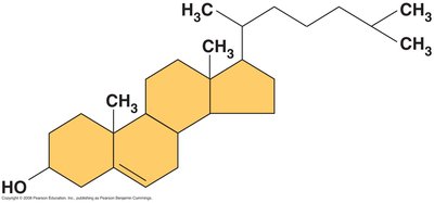 Steroid structure (cholesterol)