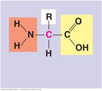 Amino acid structure
