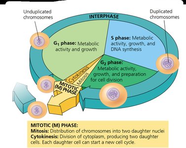 General Biology Study Guide: Cell Division & Genetics | Notes