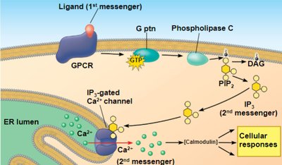 Ip3 Path General Biology Study Guide: Cell Division & Genetics | Notes