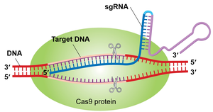 CRISPR-Cas9 with sgRNA targeting DNA