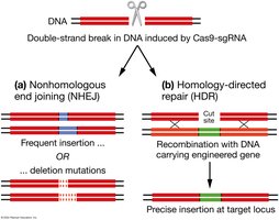 Double-strand break repair: NHEJ and HDR