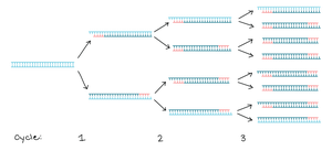PCR amplification cycles