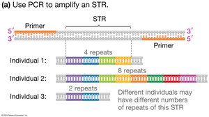 PCR amplification of STRs