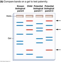 Gel electrophoresis for DNA fingerprinting
