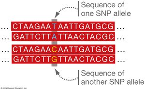 SNP alleles in DNA sequences