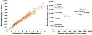 Genome size vs. gene number in various organisms