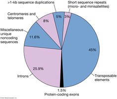 Pie chart of human genome composition