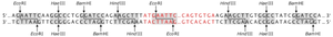 Restriction enzyme cutting sites in DNA