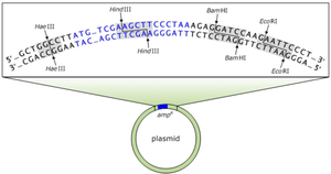 Plasmid with ampR gene and restriction sites