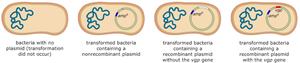 Bacterial transformation and selection outcomes