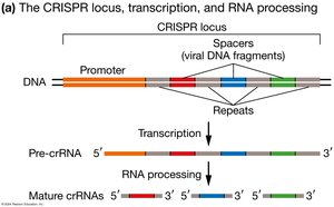 CRISPR locus, transcription, and RNA processing