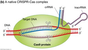 Native CRISPR-Cas complex