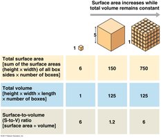 Table showing surface area-to-volume ratio in cells