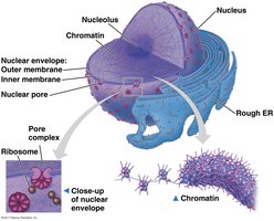 Diagram of the nucleus and its components