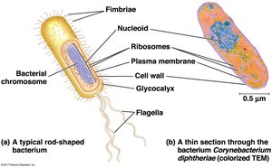 Diagram of a typical prokaryotic cell