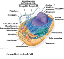 Diagram of a generalized animal cell