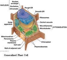 Diagram of a generalized plant cell