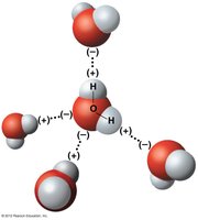 Hydrogen bonds between water molecules