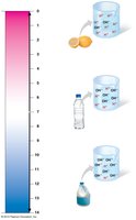 pH scale and examples of acidic, neutral, and basic solutions
