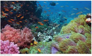 Coral reef affected by ocean acidification