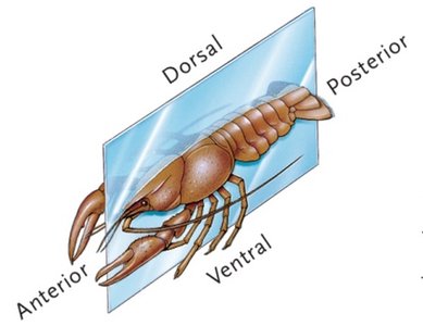 Bilateral symmetry with anatomical terms