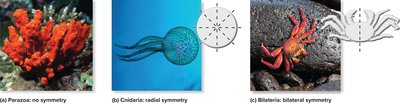 Examples of no symmetry, radial symmetry, and bilateral symmetry