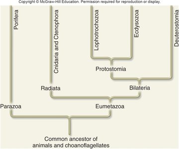 Diagram of body cavity types