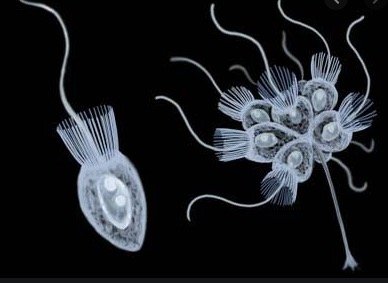 Choanoflagellates, the closest living relatives of animals