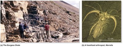 Burgess Shale fossil site and fossilized arthropod