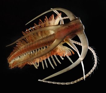 Cambrian period animal reconstruction