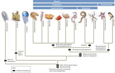 Simplified animal phylogeny showing key innovations