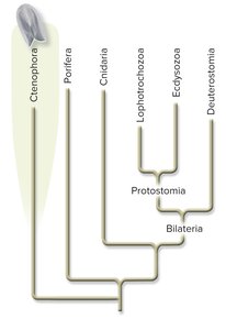 Simplified animal phylogeny