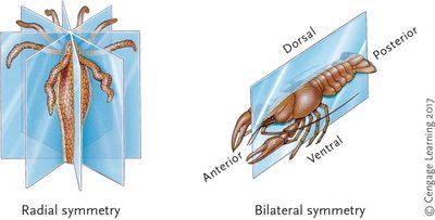 Radial and bilateral symmetry diagrams