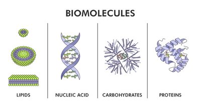 Diagram of biomolecules: lipids, nucleic acids, carbohydrates, proteins