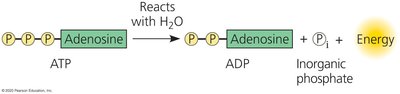ATP molecule structure