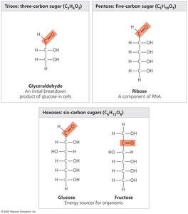 Structures of triose, pentose, and hexose sugars