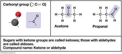 Carbonyl group in sugars: ketoses and aldoses