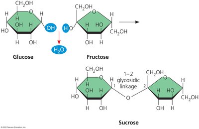 Formation of sucrose from glucose and fructose