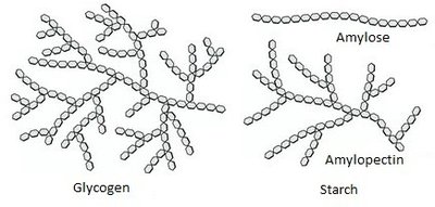 Structures of glycogen and starch
