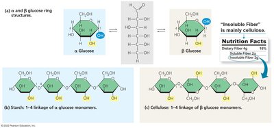 Comparison of starch, glycogen, and cellulose
