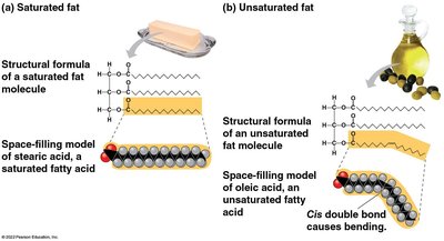 Saturated vs. unsaturated fat structure