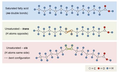 Fatty acid configurations: saturated, trans, cis