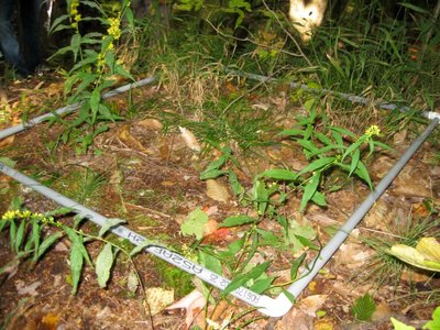 Quadrat used for standardized sampling in a field