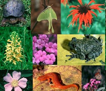 Collage of diverse species including plants, animals, and insects