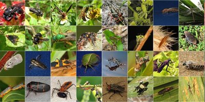 Grid of diverse invertebrate species