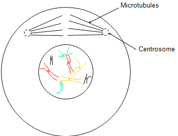 Diagram of nondisjunction during meiosis