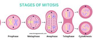 Diagram of metaphase with chromosomes aligned at the equator