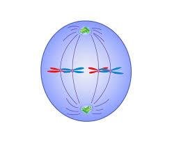 Diagram of telophase showing nuclear envelope and chromatin